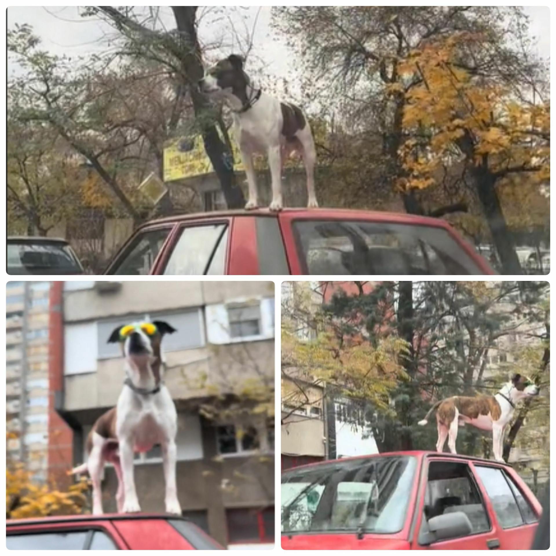 Slobodna Dalmacija Na Tiktoku Se Iri Videosnimka Psa Koji Sa