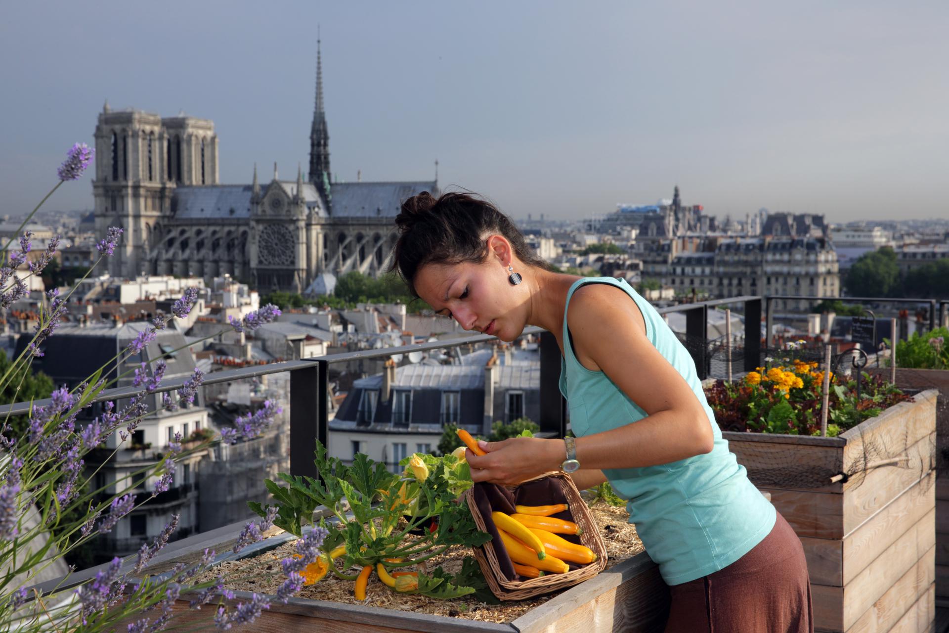Sibylle, studentica biotehnološkog inžinjeringa, bere žute tikvice iz vrta podignutog na krovu zgrade La Mutualite