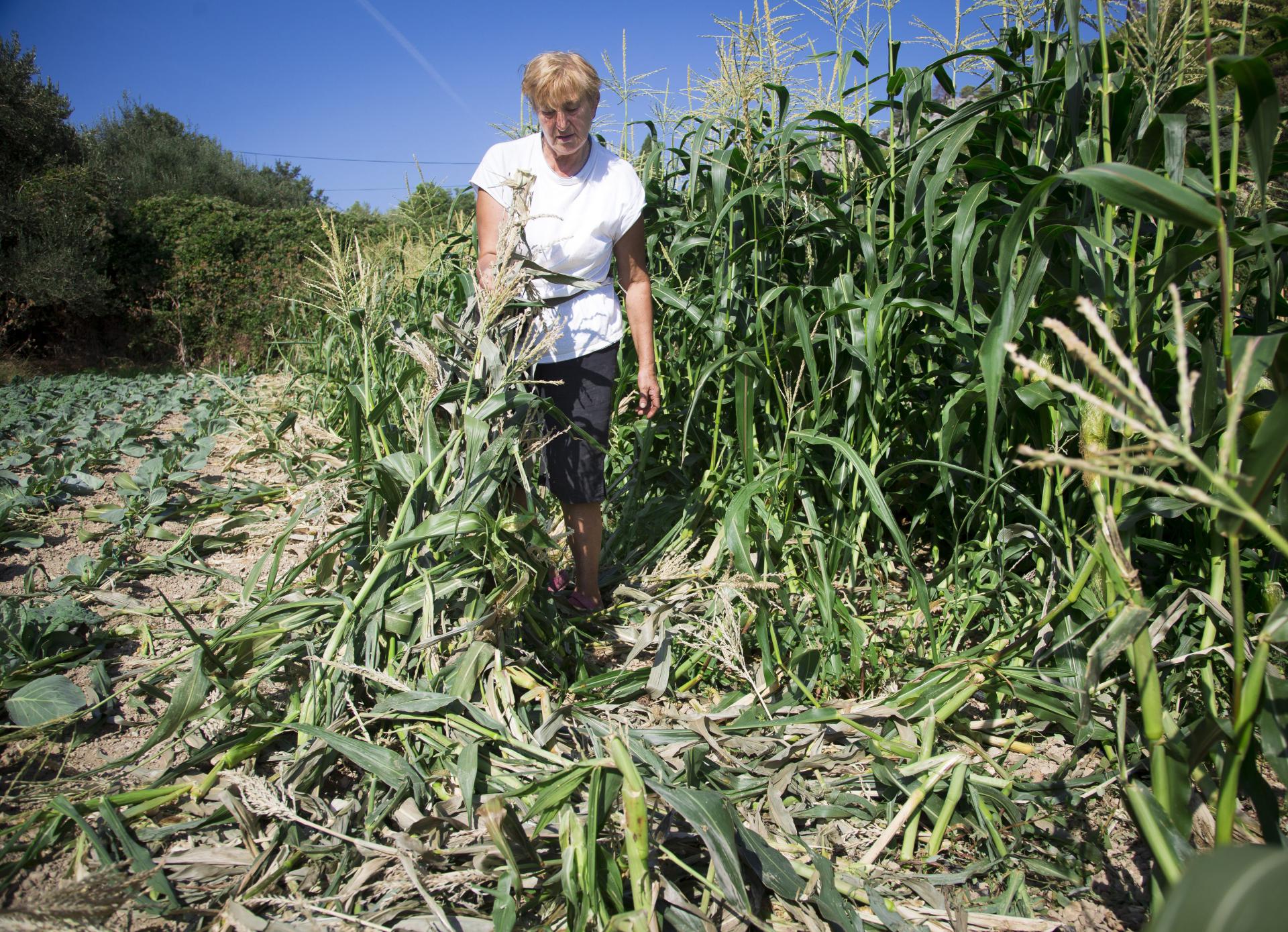 Ankica Hedl u uništenom polju kukuruza