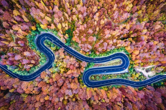 Šuma Bogata u Rumunjskoj