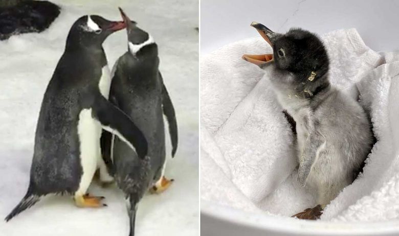gay-pingvini-beba