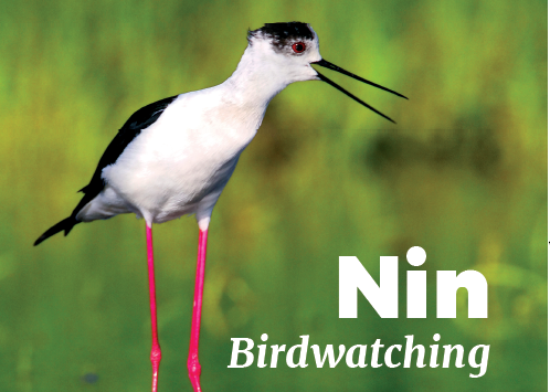 ANin - Birdwatching
