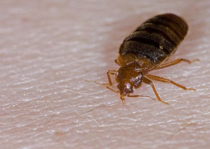 how-to-destroy-bedbugs-yourself_1