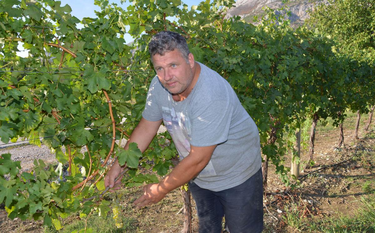 Niko Karaman zagovara ideju da se konačno 'popiše' sve grožđe u Konavlima