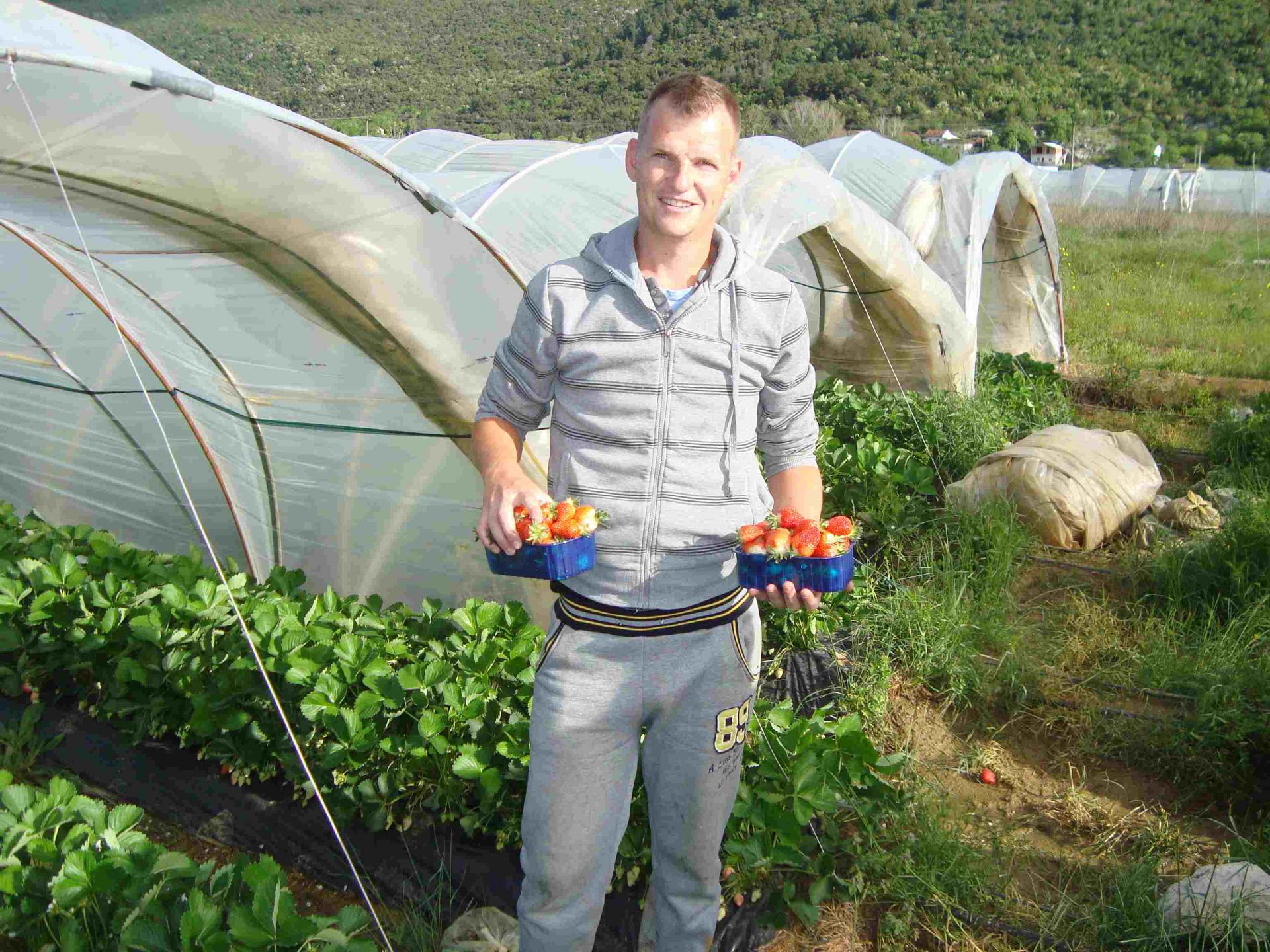 Obitelj Mate Vujčića spada među najveće proizvođače jagoda u Vrgorcu