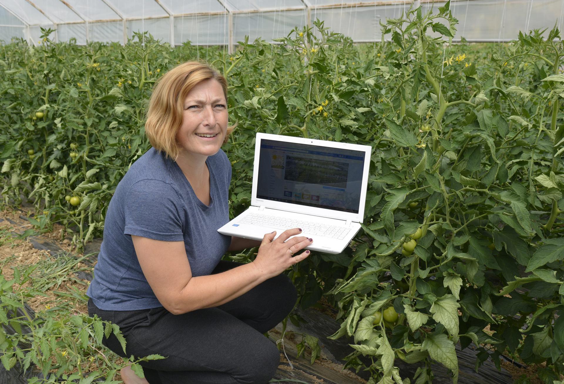 Lucija Pulić s laptopom u svom plasteniku među rajčicama