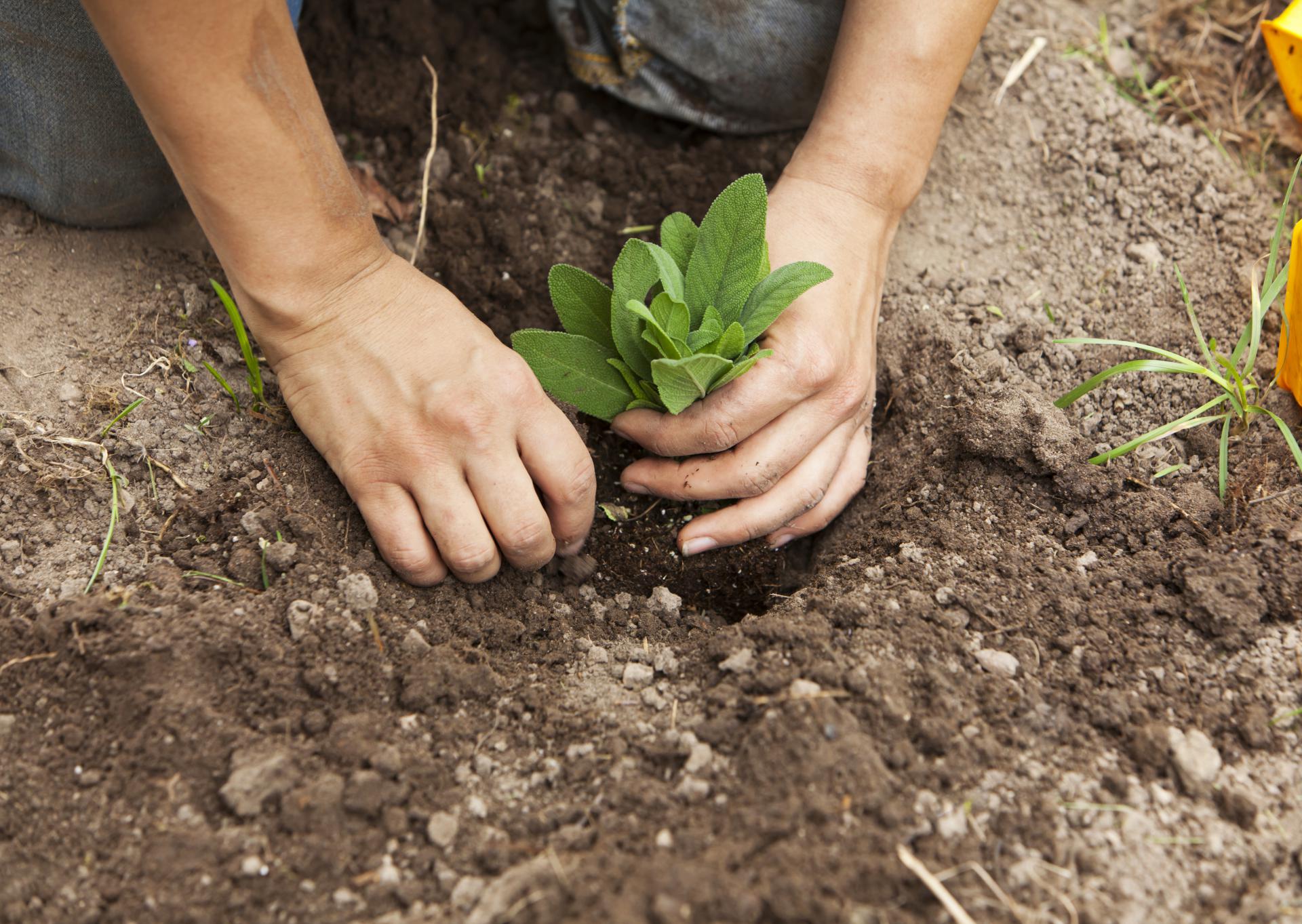 Planting. Proper planting. Planting evidence. Насаждение заставлять картинки. Seed Kratom.