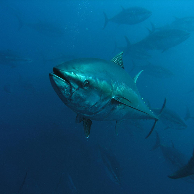 Plavoperajna tuna je najcjenjenija vrsta