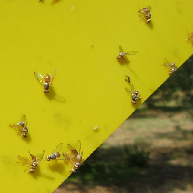 &lt;p&gt;Kad se na žutu ploču uhvati više od 3 muhe, valja u idućih 7 dana obaviti prskanje protiv muhe&lt;/p&gt;