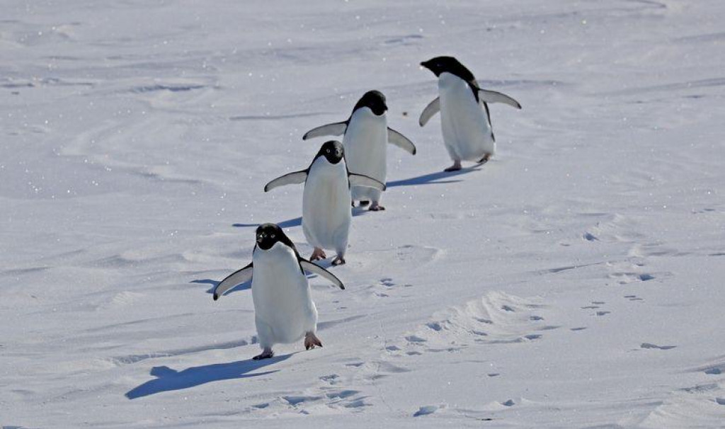 Pingvini na Antarktici