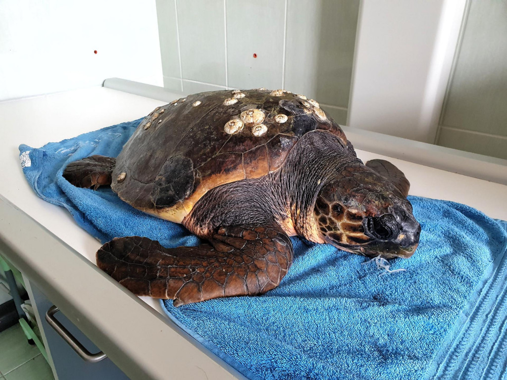 Ribarski brod Opat izvukao u mreži glavatu želvu s progutanom udicom. Prebačena je u Veterinarsku ambulantu Puntamika u Zadru kako bi joj se spasio život