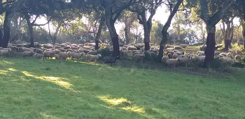 Stado ovaca Torea Contasa na pašnjaku ispod krošanja hrasta plutnjak
