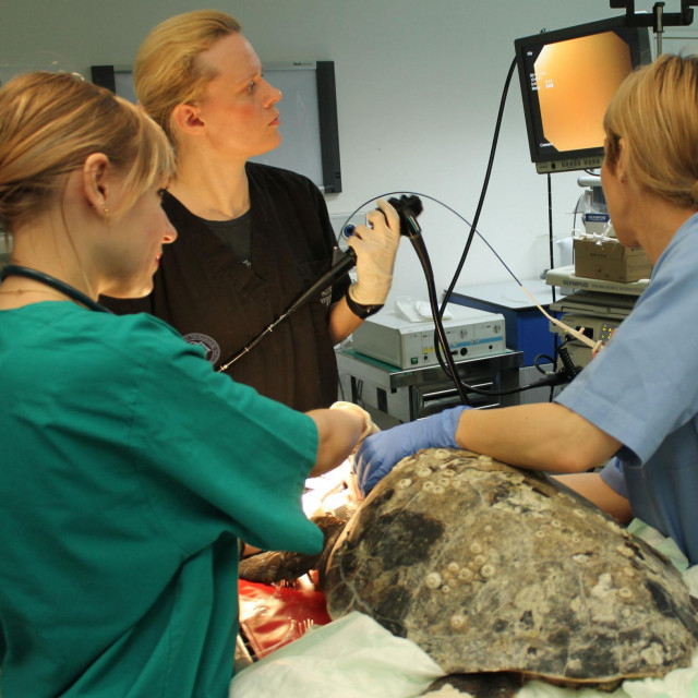 Glavata želva Opat uspješno operirana na Veterinarskom fakultetu u Zagrebu