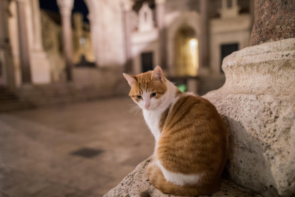 Ulice dalmatinskih gradova su prazne, pojavi se tek pokoja mačka
