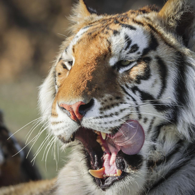 KEENESBURG, CO - APRIL 05: One of the 39 tigers rescued in 2017 from Joe Exotic&amp;#39;s G.W. Exotic Animal Park relaxes at the Wild Animal Sanctuary on April 5, 2020 in Keenesburg, Colorado. Exotic, star of the wildly successful Netflix docu-series Tiger King, is currently in prison for a murder-for-hire plot and surrendered some of his animals to the Wild Animal Sanctuary. The Sanctuary cares for some 550 animals on two expansive reserves in Colorado. Marc Piscotty/Getty Images/AFP<br />
== FOR NEWSPAPERS, INTERNET, TELCOS &amp; TELEVISION USE ONLY ==