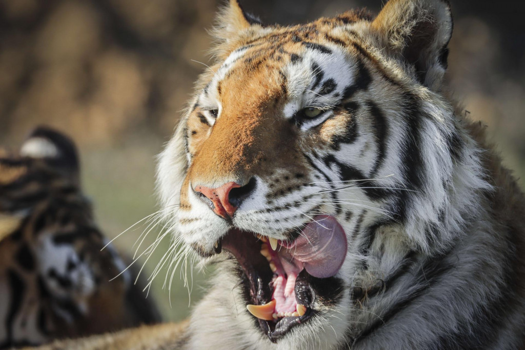 KEENESBURG, CO - APRIL 05: One of the 39 tigers rescued in 2017 from Joe Exotic&amp;#39;s G.W. Exotic Animal Park relaxes at the Wild Animal Sanctuary on April 5, 2020 in Keenesburg, Colorado. Exotic, star of the wildly successful Netflix docu-series Tiger King, is currently in prison for a murder-for-hire plot and surrendered some of his animals to the Wild Animal Sanctuary. The Sanctuary cares for some 550 animals on two expansive reserves in Colorado. Marc Piscotty/Getty Images/AFP&lt;br /&gt;
== FOR NEWSPAPERS, INTERNET, TELCOS &amp; TELEVISION USE ONLY ==