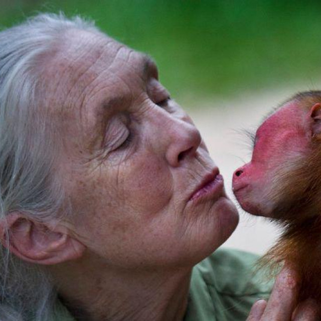Dr. Jane Goodall, 86-godišnja engleska antropologinja te vodeća primatologinja i osnivačica Instituta Jane Goodall, izjavila je kako za izbijanje pandemije koronavirusa najviše možemo kriviti ”ljudsko miješanje u prirodu”.
