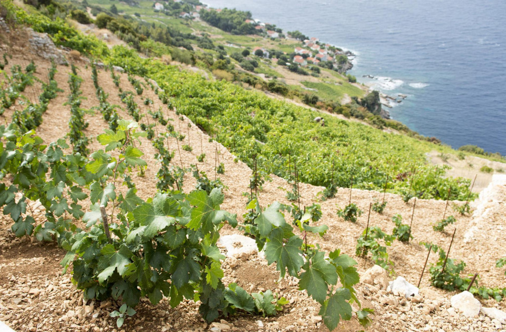 Ovo je doba intenzivnih radova u vinogradima, a da bi se do većine njih došlo, sada trebaju propusnice 