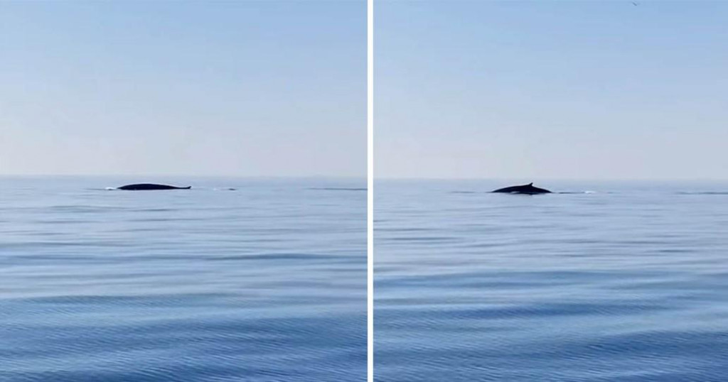 Ribari na pučini kod Rogoznice ugledali kitove