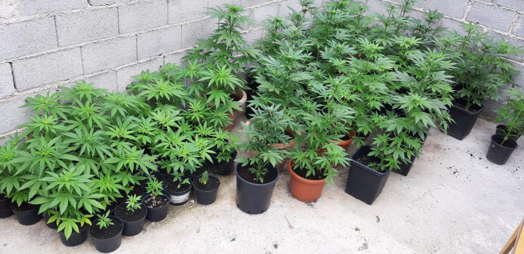 Pronađene stabljike marihuane