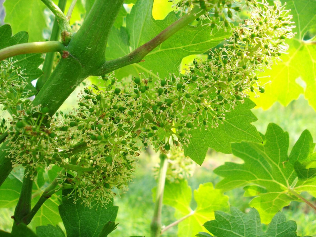 Plamenjača (peronospora) i pepelnica u razdoblju cvatnje mogu učiniti velike štete vinovoj lozi