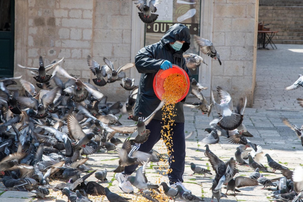 Hranjenje dubrovačkih golubova pod maskom&lt;br /&gt;
&lt;br /&gt;
&lt;br /&gt;
 