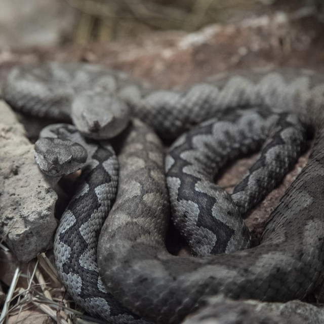 Poskok je najopasnija zmija na koju možete naići u Hrvatskoj. Bježi od ljudi i napada jedino ako misli da je životno ugrožena