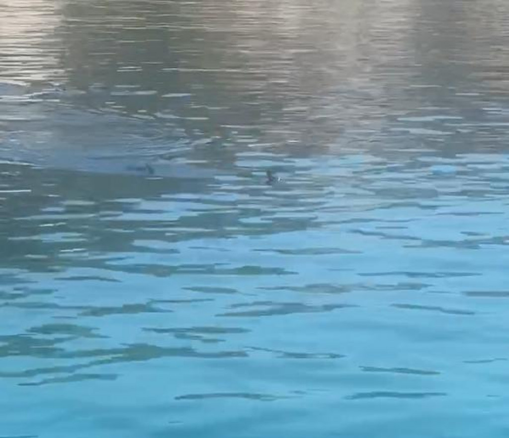 modrulji plivaju u Portoču