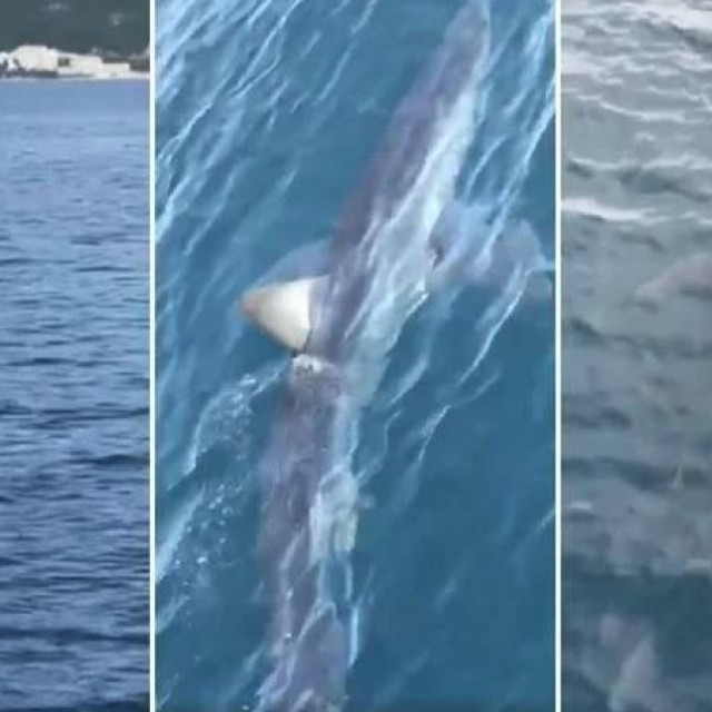 Morski pas modrulj odomaćio se ovog ljeta u dubrovačkom akvatoriju