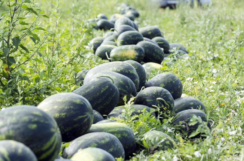 Lubenice na Neretvanskim poljima, tesko nalaze put do kupaca.&lt;br /&gt;
Neretvanski poljoprivrednici nisu zadovoljini plasmanom i cijenom lubenice.&lt;br /&gt;