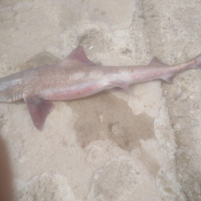 Morski pas pena uhićen je u konavoskom akvatoriju