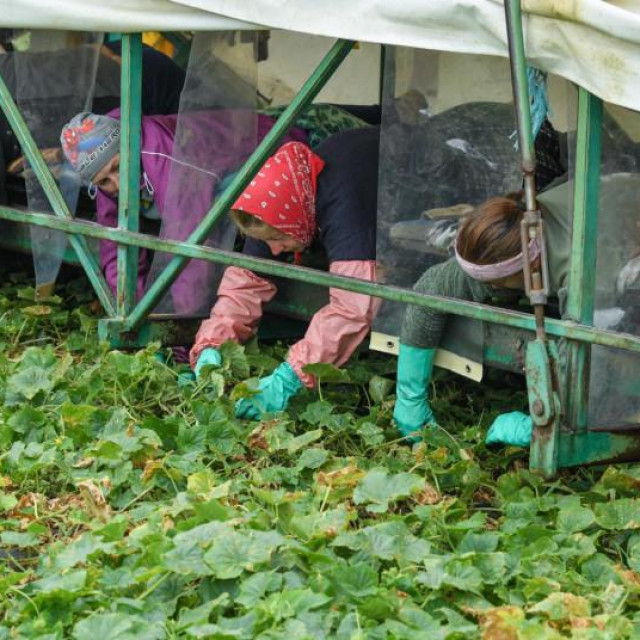 Radnici iz Rumunjske na sezonskim polovima branja krastavaca u Njemačkoj