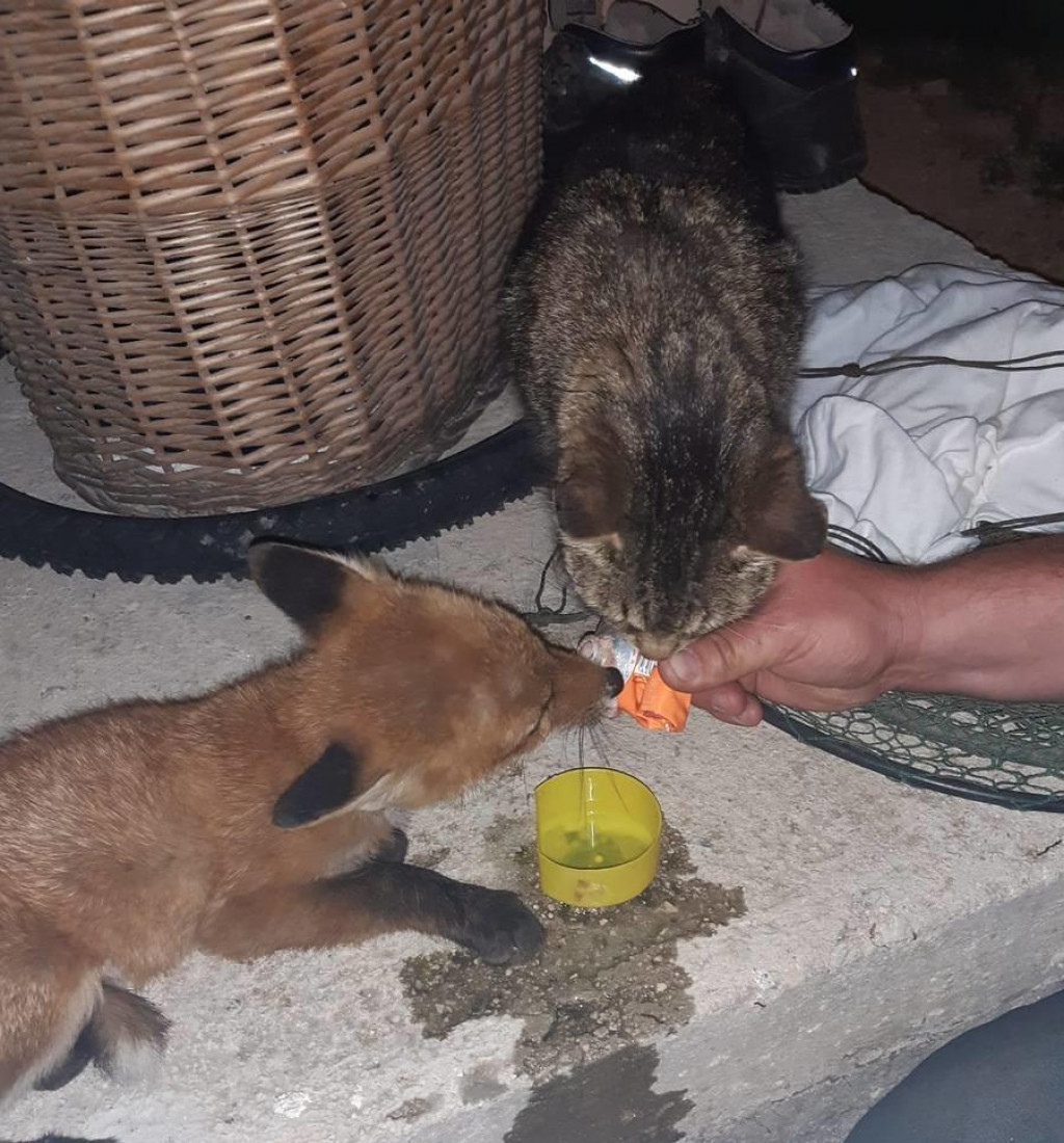 Lisica Bruna i mačka Jesika zajedno objeduju