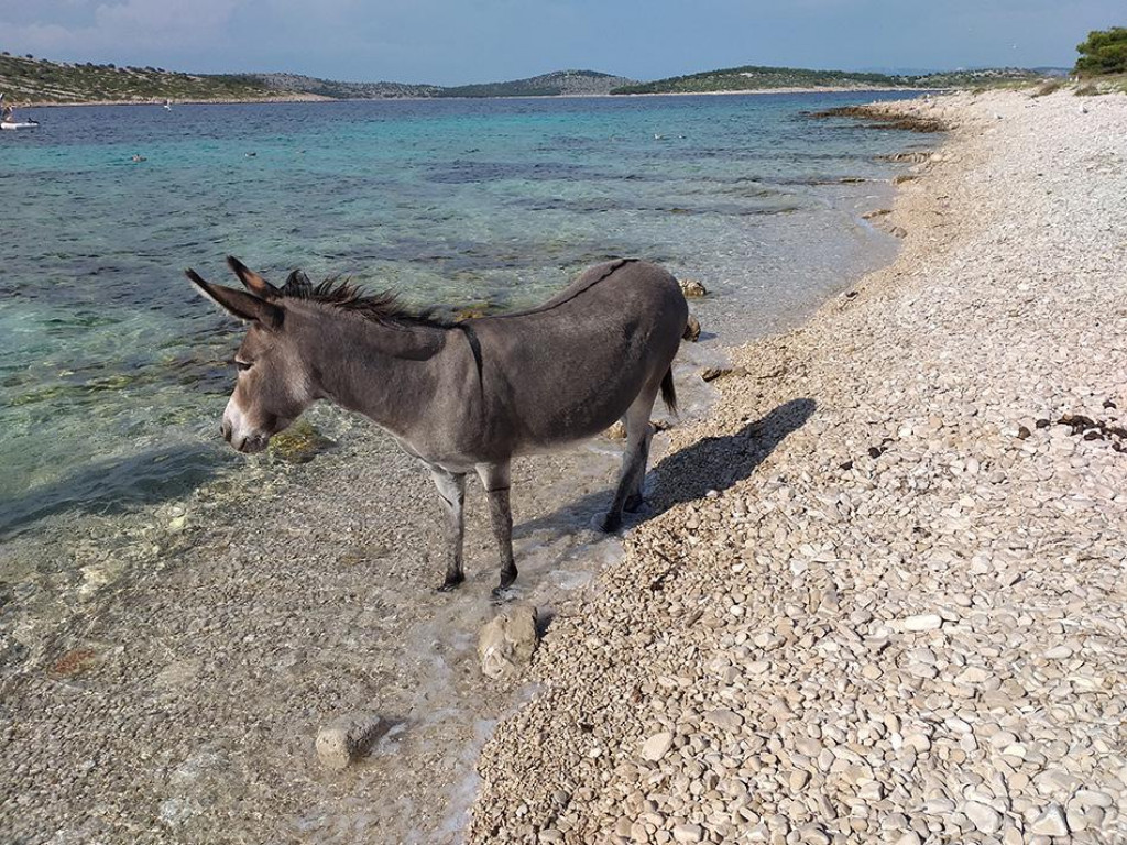 Česta je praksa ljeti magarce ostavljati na napuštenim otocima