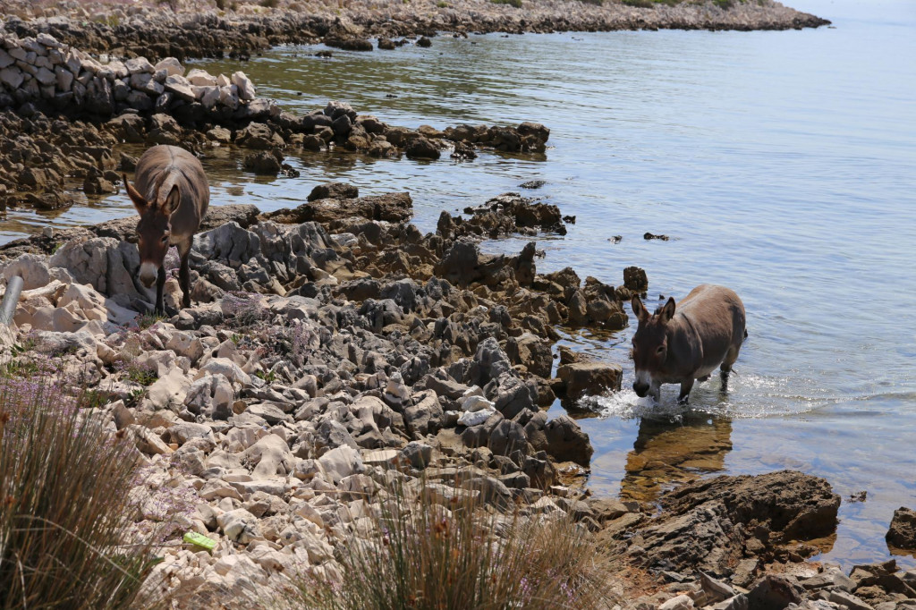 Spašavanje magaraca u kornatskom arhipelagu