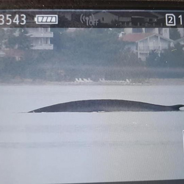 Institut Plavi svijet locirao je kita u Velebitskom kanalu