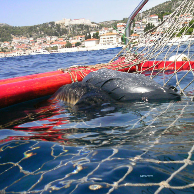 Jedna od usmrćenih životinja doplutala je u vaterpolski gol 