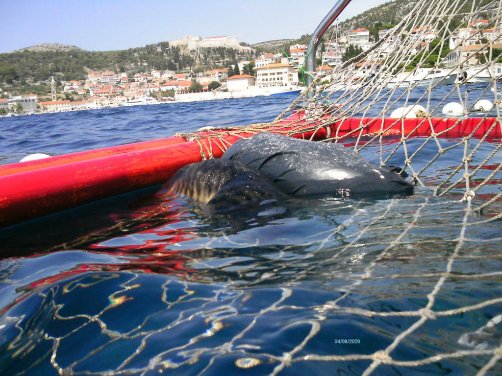 Jedna od usmrćenih životinja doplutala je u vaterpolski gol 