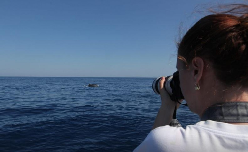 U utorak je na prostoru Starigrada-Paklenice, nakon višednevne potrage, u moru snimljen veličanstveni veliki kit (Balaenoptera physalus