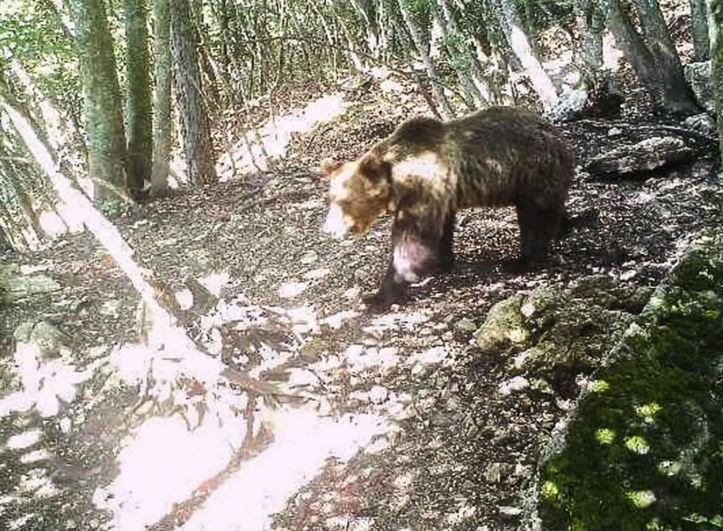 U šume Trentina puštene su populacije medvjeda, čiji su susreti s ljudima postali učestaliji i opasniji 