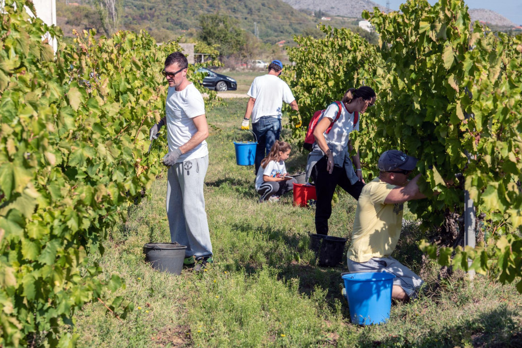 Ovako je bilo lani na berbi u vinogradima u Petrovom polju