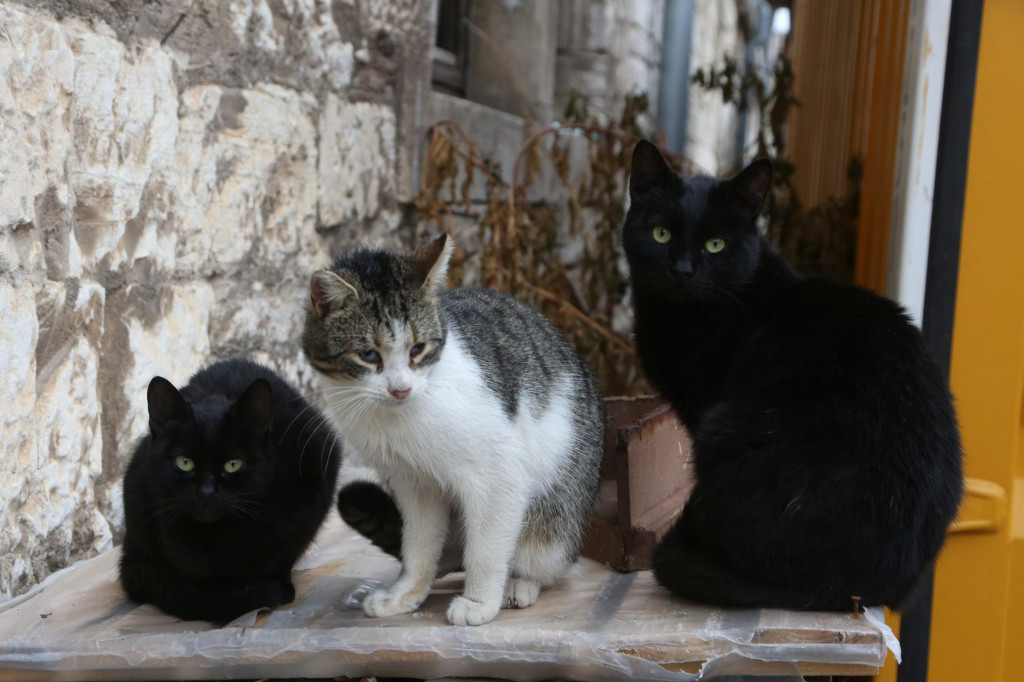 mačke lutalice posvađale su stanare jednog kvarta na Poluotoku