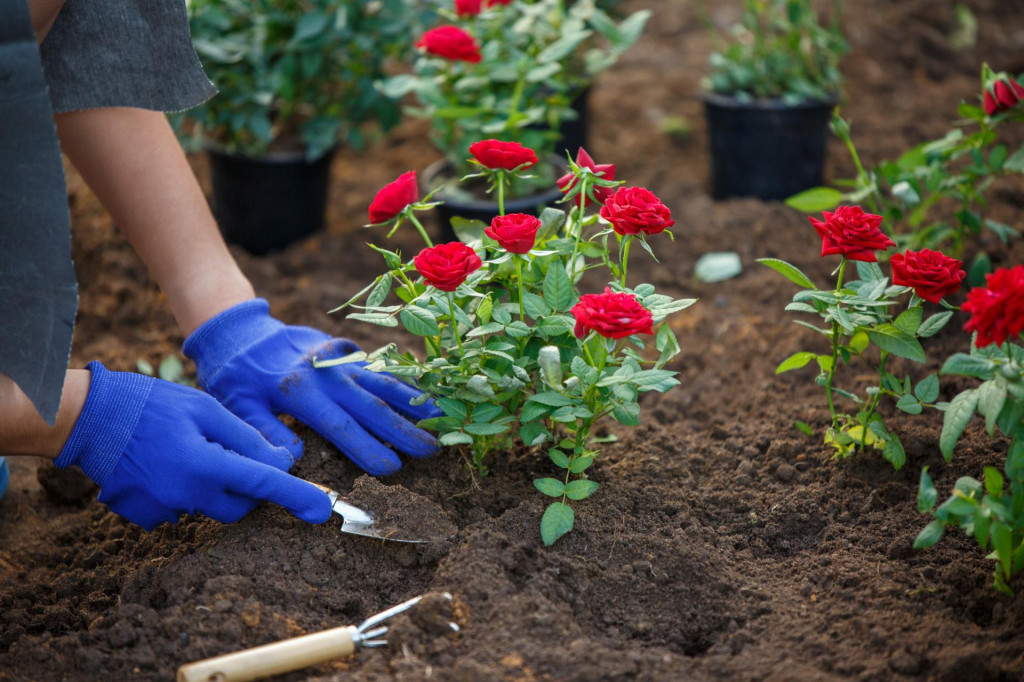 Jesenska sadnja ruža ima velike prednosti pred proljetnom. Posađene u jesen, do zime će se već dobro ukorijeniti