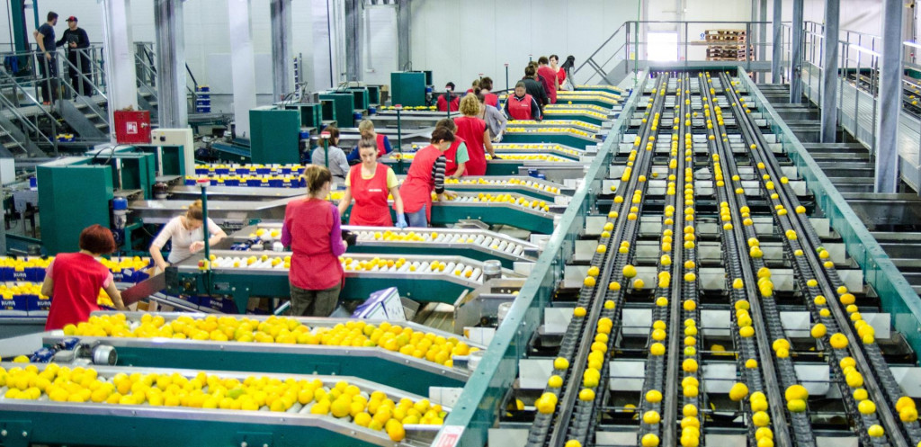 Otkupni centar tvrtke ENNA Fruit je krenuo s otkupnom cijenom od četiri kune za prvu i dvije i pol za drugu klasu mandarine. Nakon tjedan dana cijena je korigirana na 3,5 kuna za prvu klasu