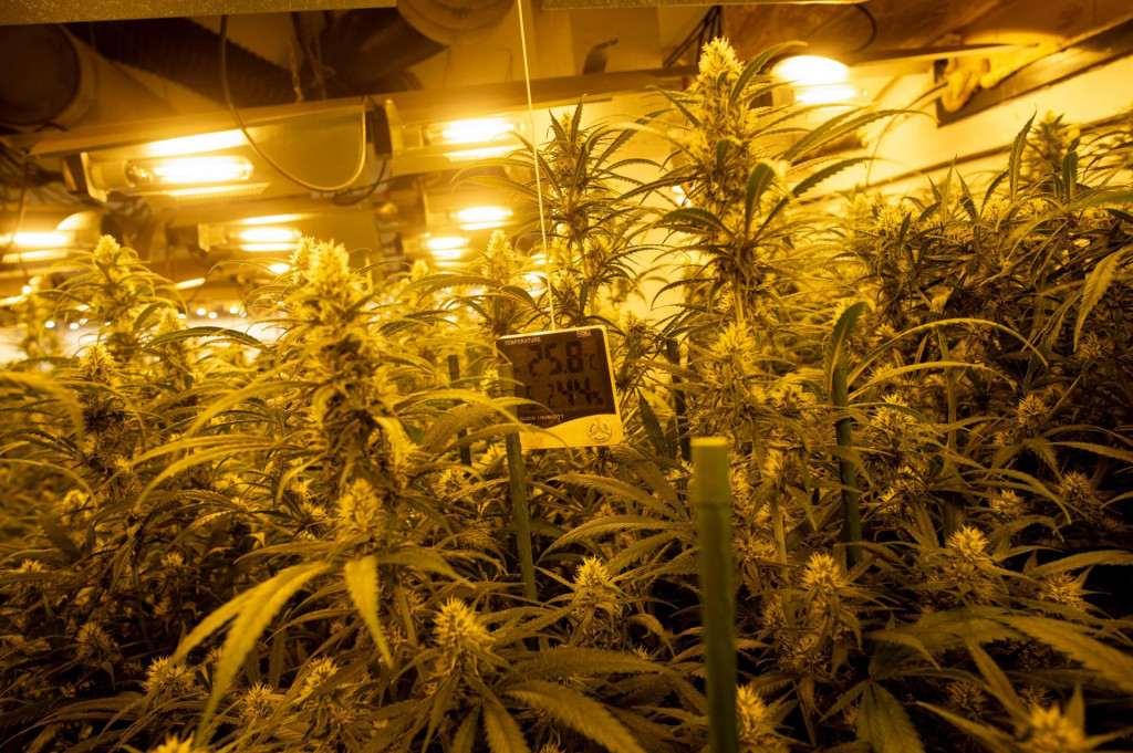 U 10 akcija tijekom četiri mjeseca u cetinskom je kraju zaplijenjeno 21,5 kilograma marihuane