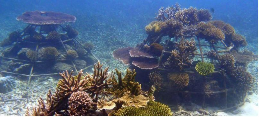 Podvodni bi greben u zadarskom akvatoriju služio za proučavanje mogućih učinaka novog staništa na očuvanje riba, školjkaša i ostalih morskih organizama koji su izloženi antropogenom pritisku