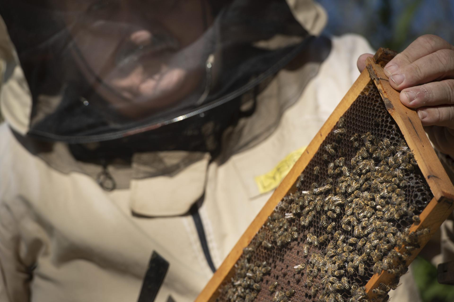 Slobodna Dalmacija Paski Pcelari Navjescuju Katastrofu Pcele Su Nam Gladne Jer Ljudi Spaljuju Kadulju Ovaca Je Vise Nego Ikad A I Klimatske Promjene Cine Svoje