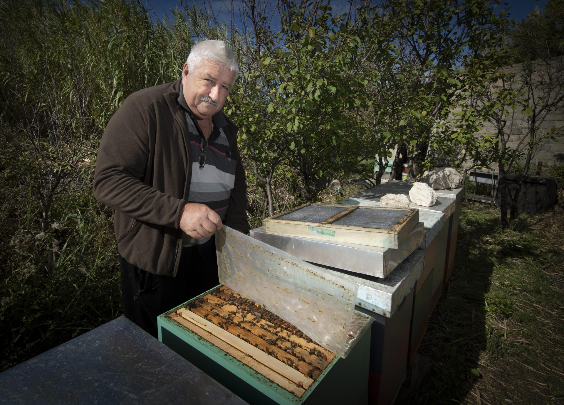 Slobodna Dalmacija Paski Pcelari Navjescuju Katastrofu Pcele Su Nam Gladne Jer Ljudi Spaljuju Kadulju Ovaca Je Vise Nego Ikad A I Klimatske Promjene Cine Svoje