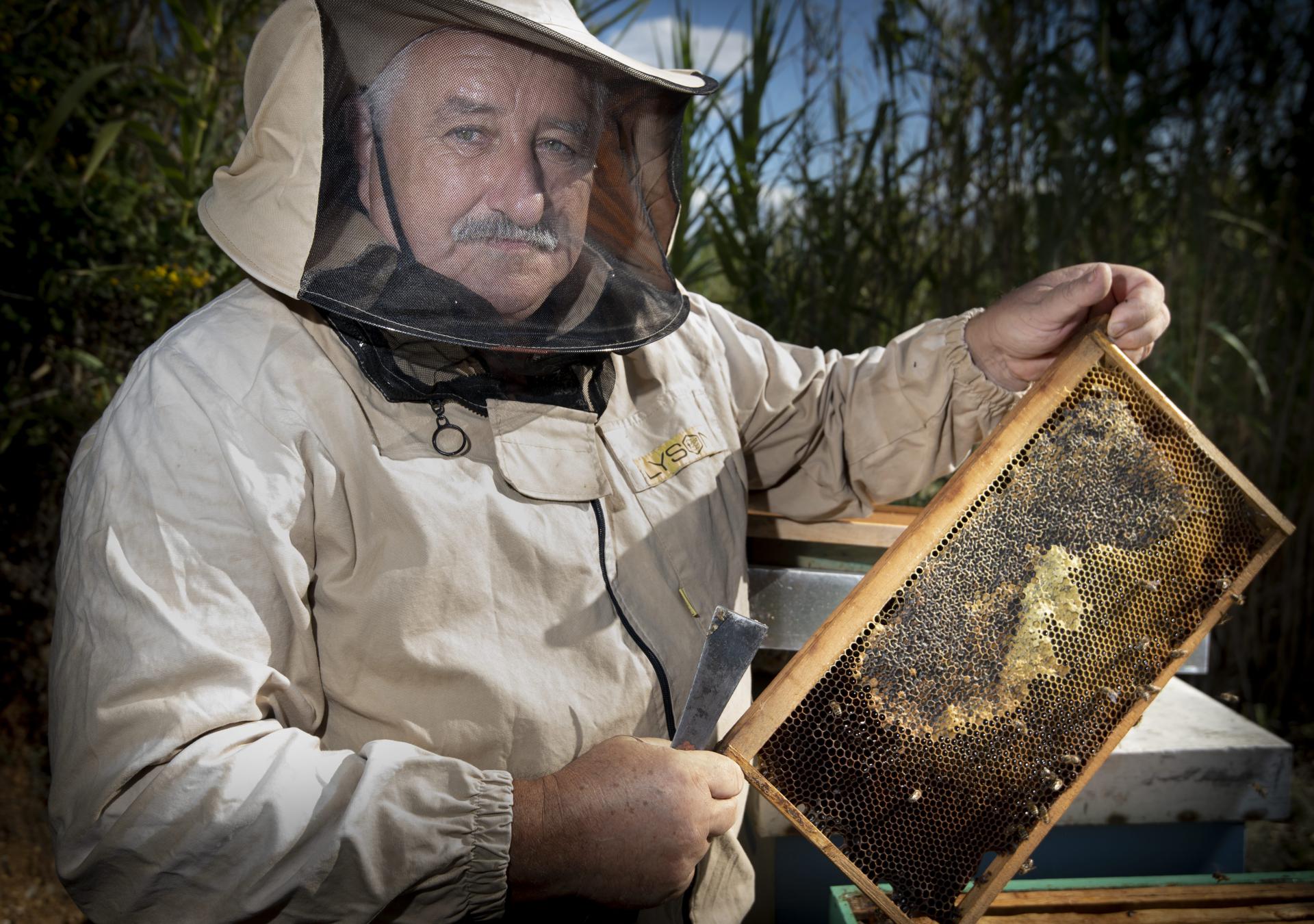 Slobodna Dalmacija Paski Pcelari Navjescuju Katastrofu Pcele Su Nam Gladne Jer Ljudi Spaljuju Kadulju Ovaca Je Vise Nego Ikad A I Klimatske Promjene Cine Svoje