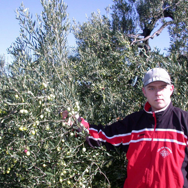 Mili Drinković kod stabla masline za čije su mu obrezivanje potrebna dva dana&lt;br /&gt;
 